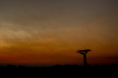 Baobab (Adansonia grandidieri)