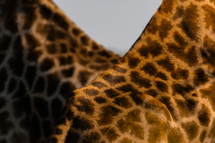 Süd-Giraffe (Giraffa giraffa)