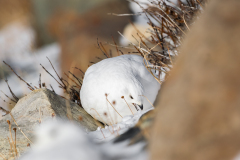 Weißschwanz-Schneehuhn (Lagopus leucura)
