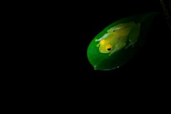 Green Bright-Eyed Frog (Boophis viridis)