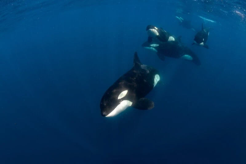 Orca vor den Galápagos-Inseln