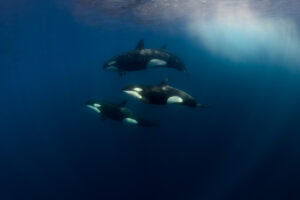 Eine Gruppe schwimmender Orcas - Daniel Kainz